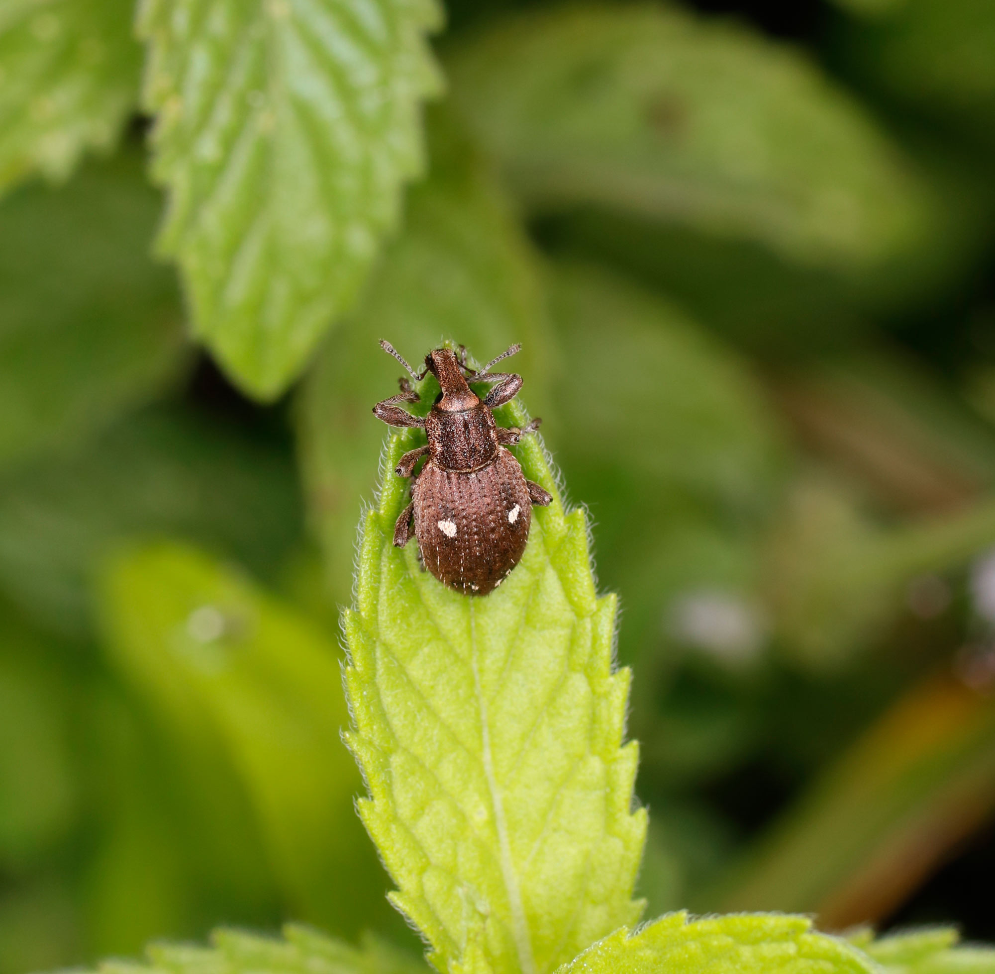 Curculionidae: Graptus kaufmanni